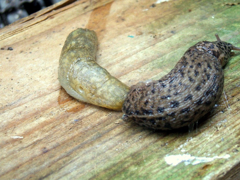 Limax cf maximus e  Limax flavus dal Gargano (FG)